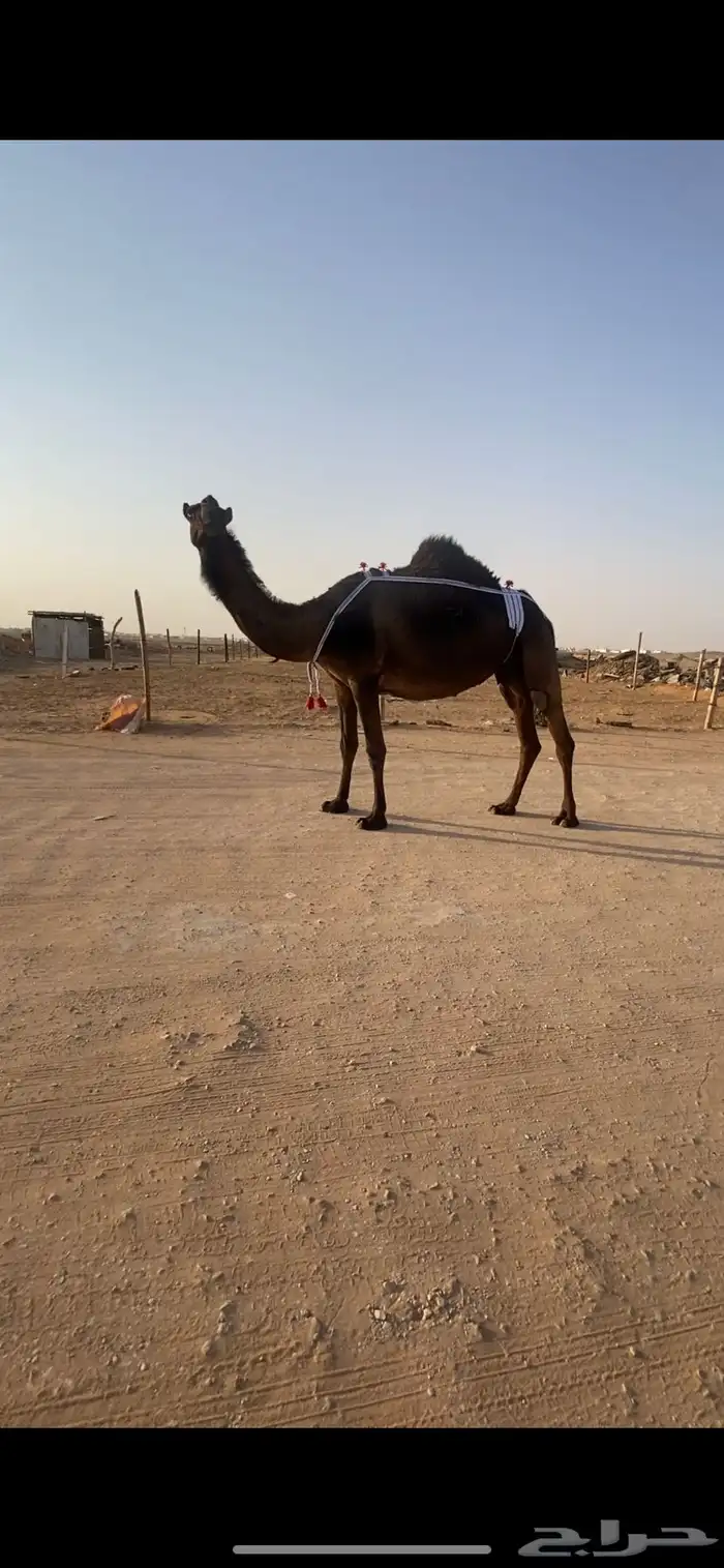 لقحه مجهم كفو 0