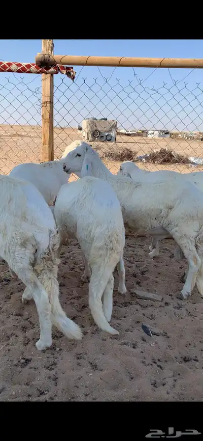 سواكني للبيع 0