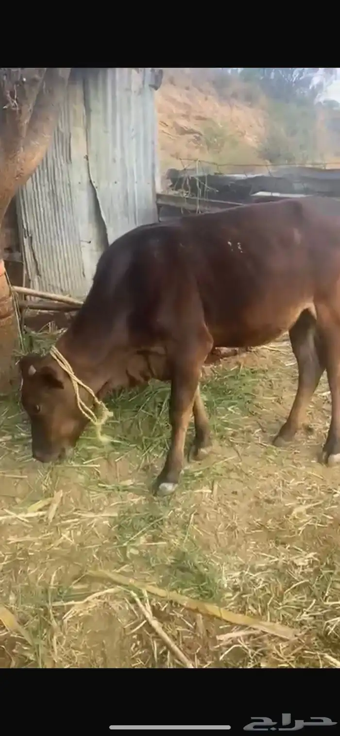 ارخ جيرسيه عمرها حول السنه وشهرين 0