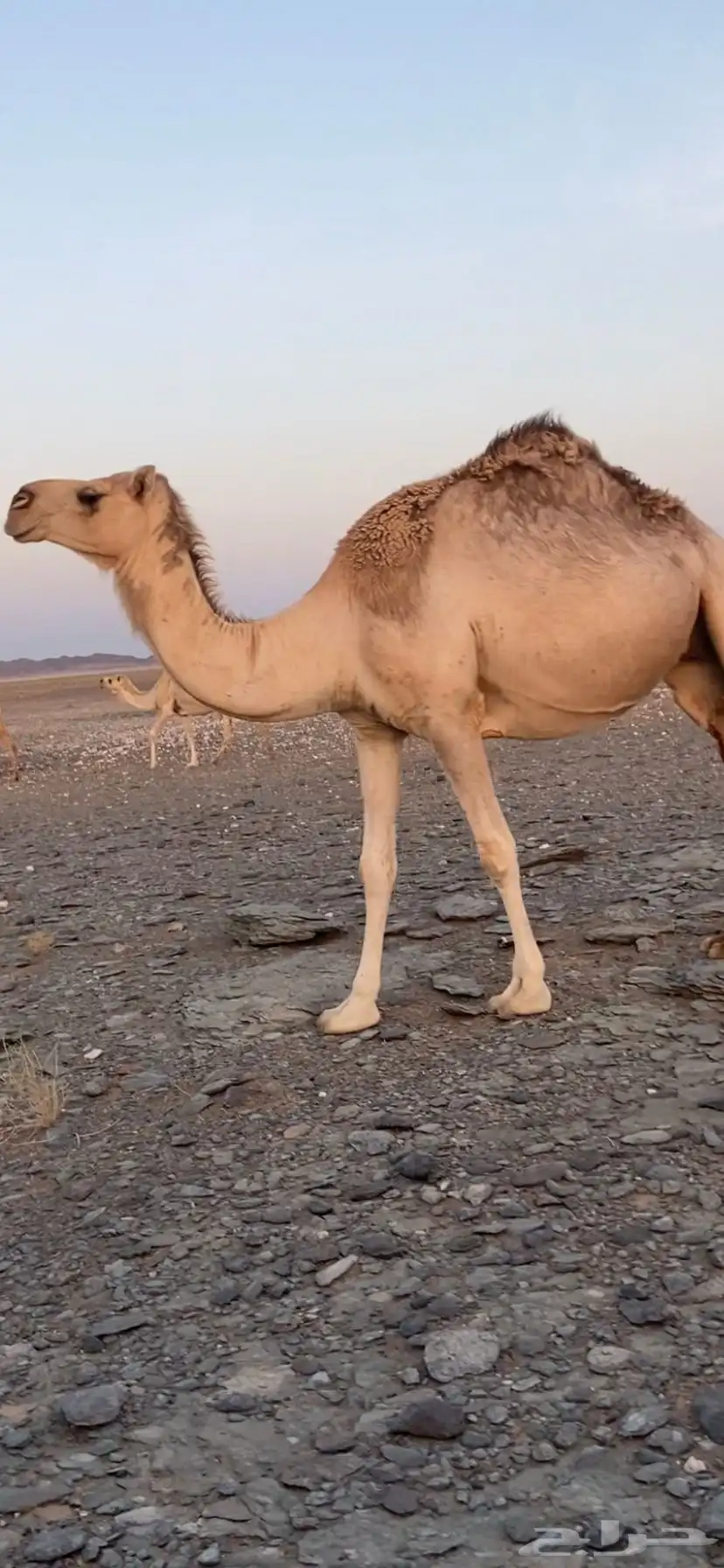 القحات للبيع 0