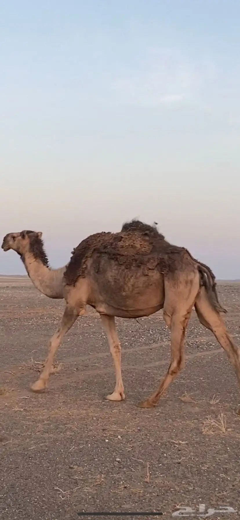 القحات للبيع 2