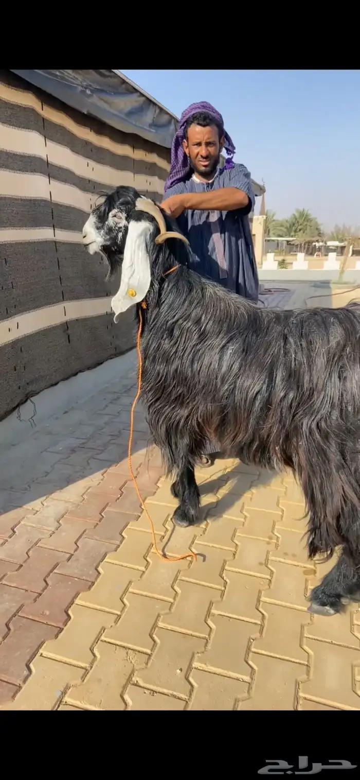 عارضي صنف فاخر 0