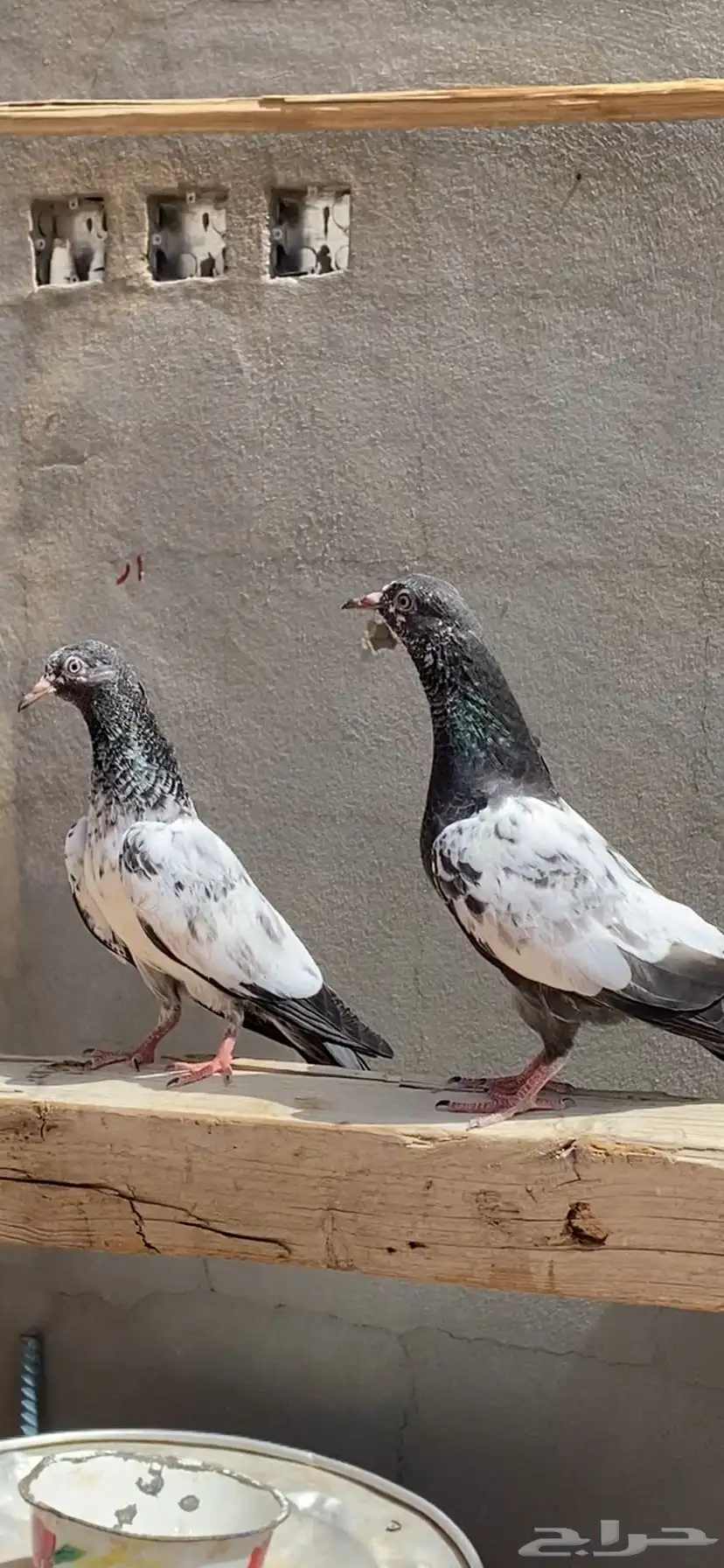 حمام بكستاني 4