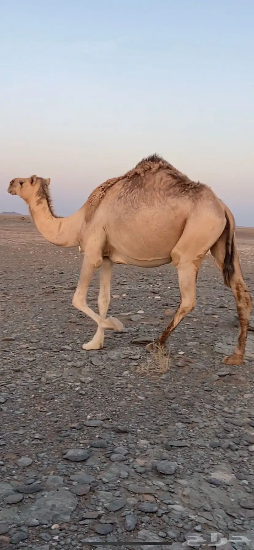 القحات للبيع 1