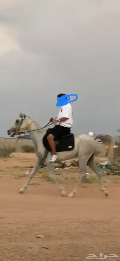 خيل 2