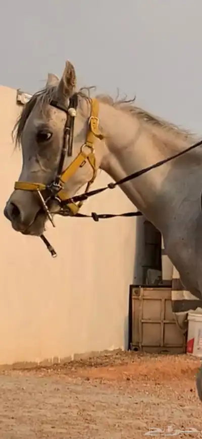 خيل 1