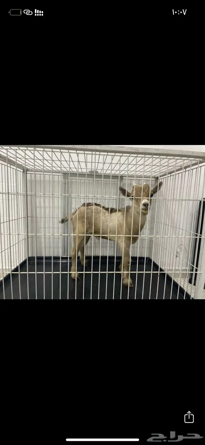 معز قزم العمر للامانه مدري عنه 0