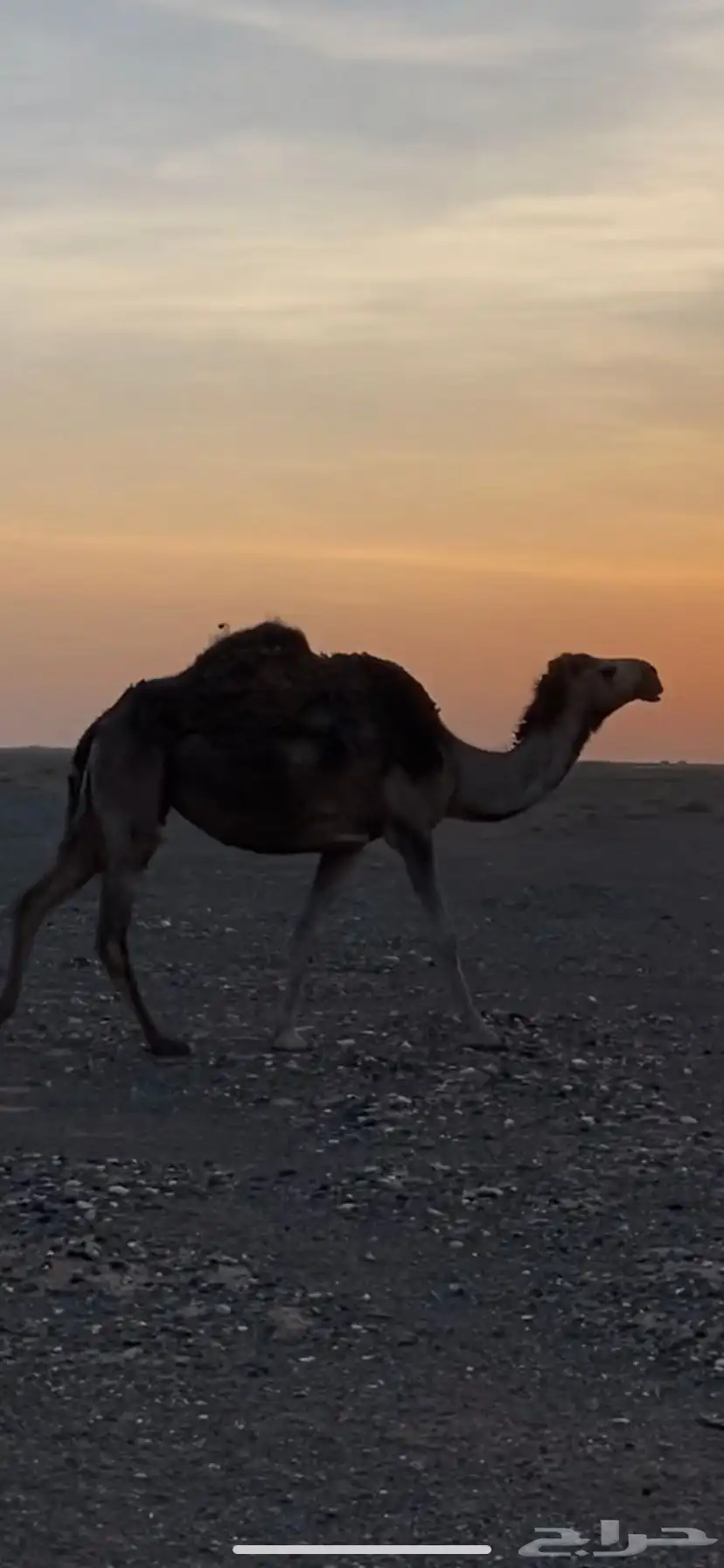 القحات للبيع 3