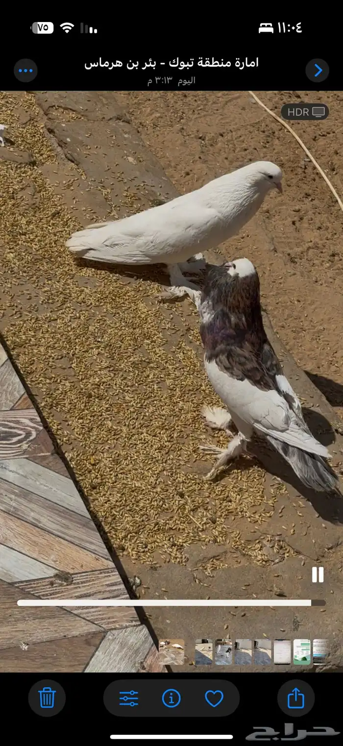 طيور حمام زينه 0