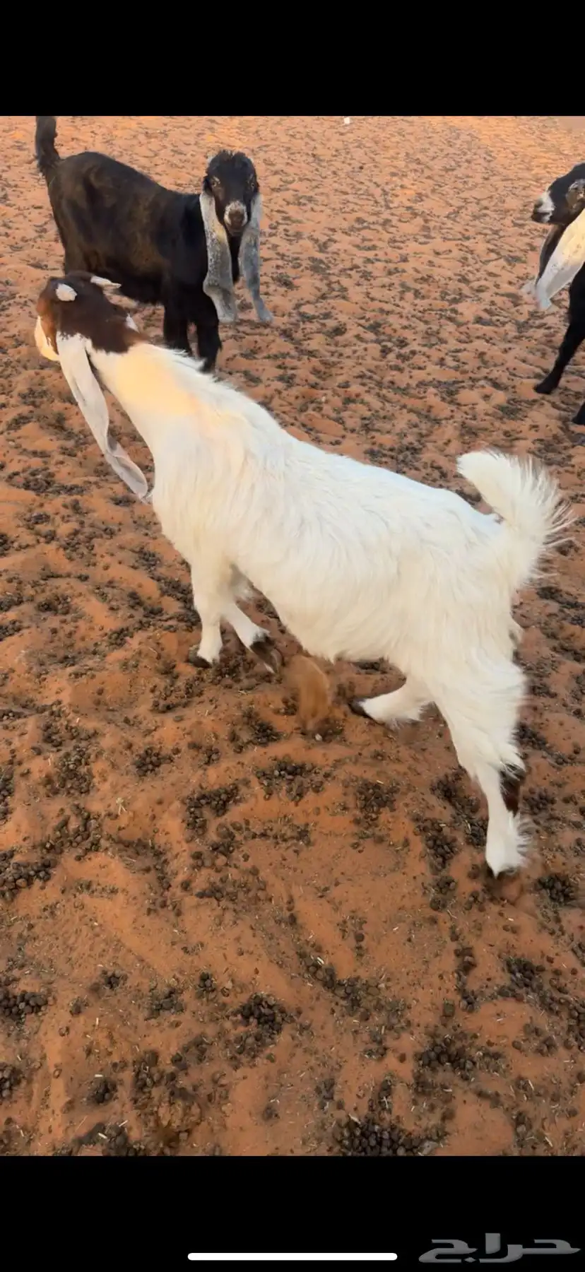 تبوس للبيع 2