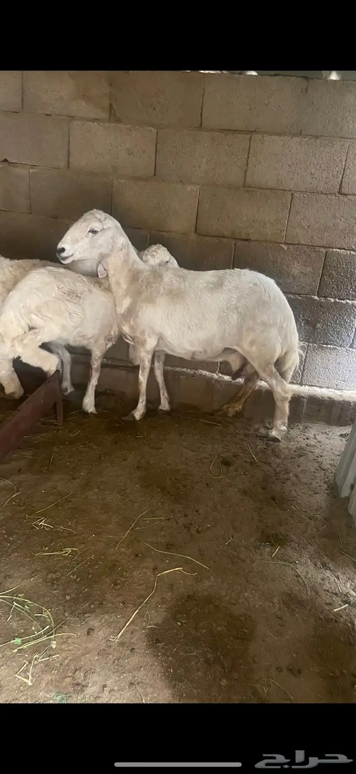تم البيع 2