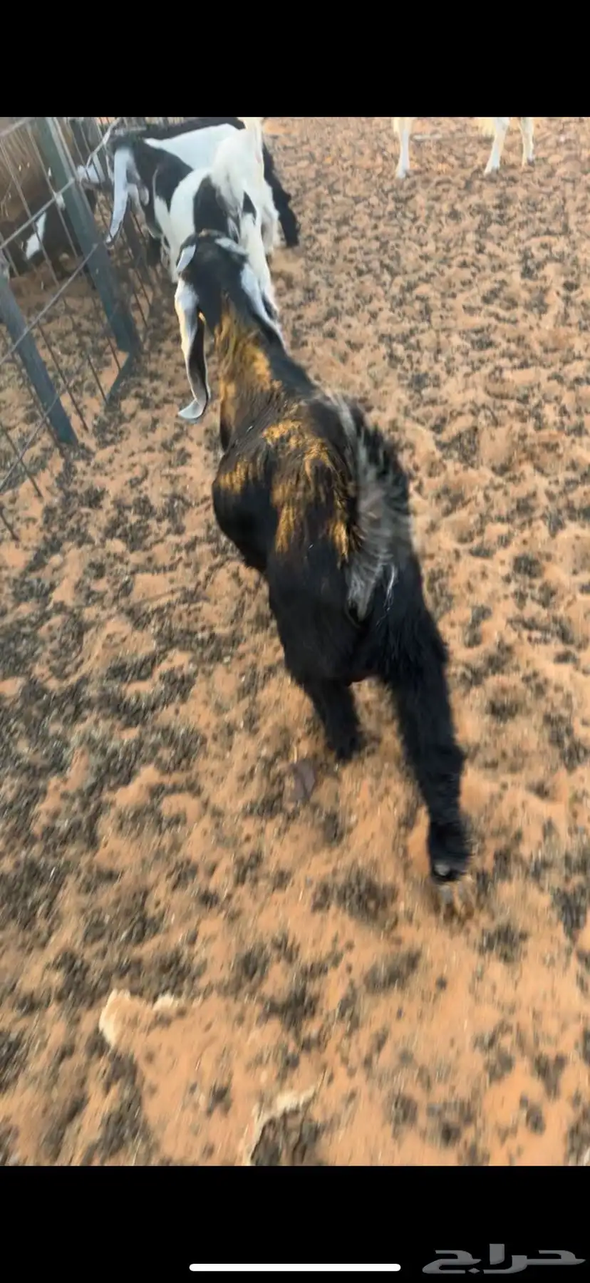 تبوس للبيع 4