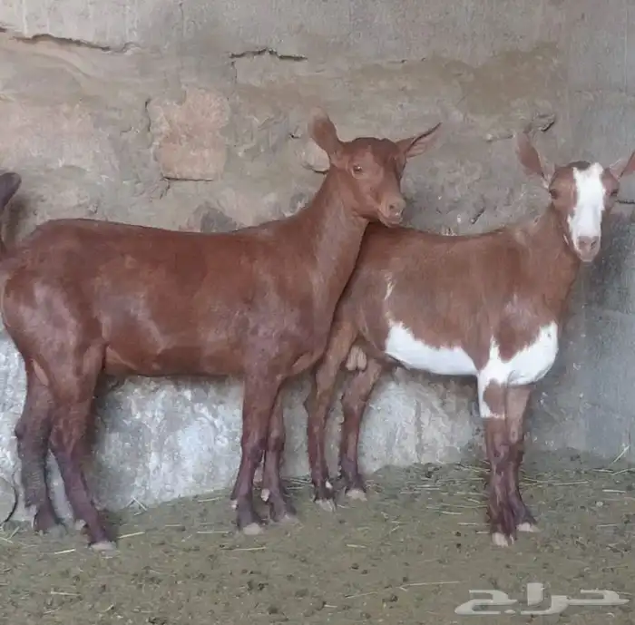 تيس لباني ذبايح 1