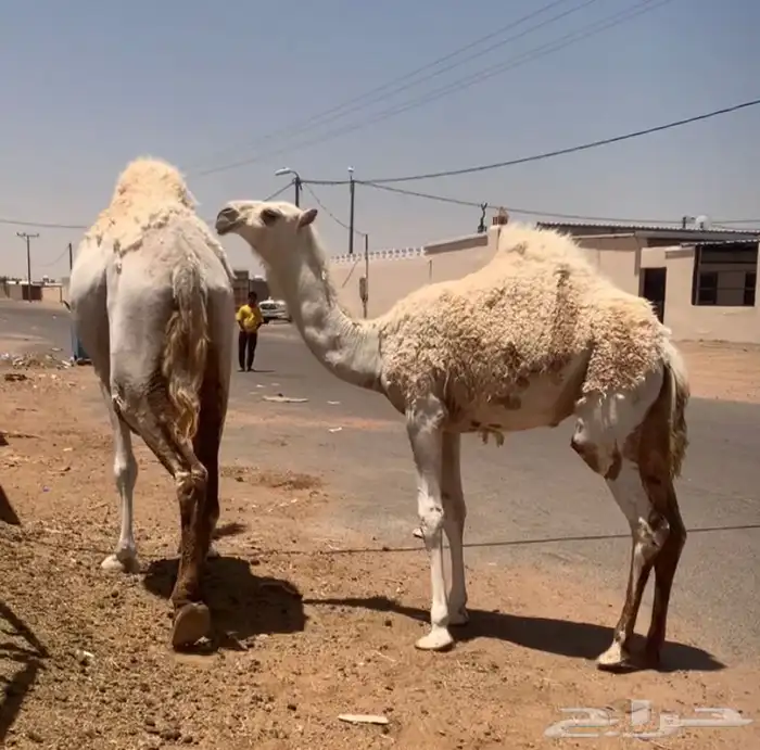 عشراء معها بكره تم البيع 6