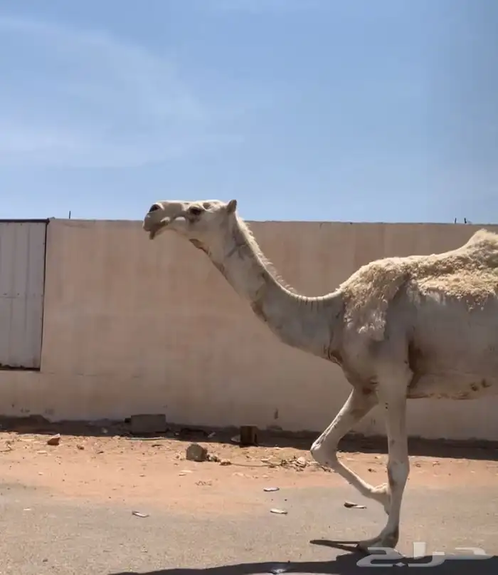 عشراء معها بكره تم البيع 11