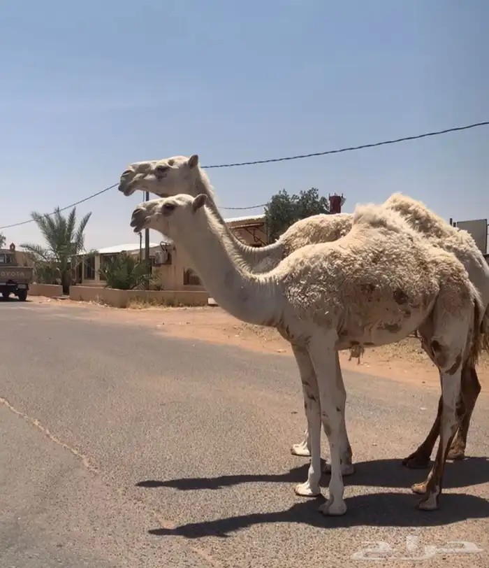 عشراء معها بكره تم البيع 9