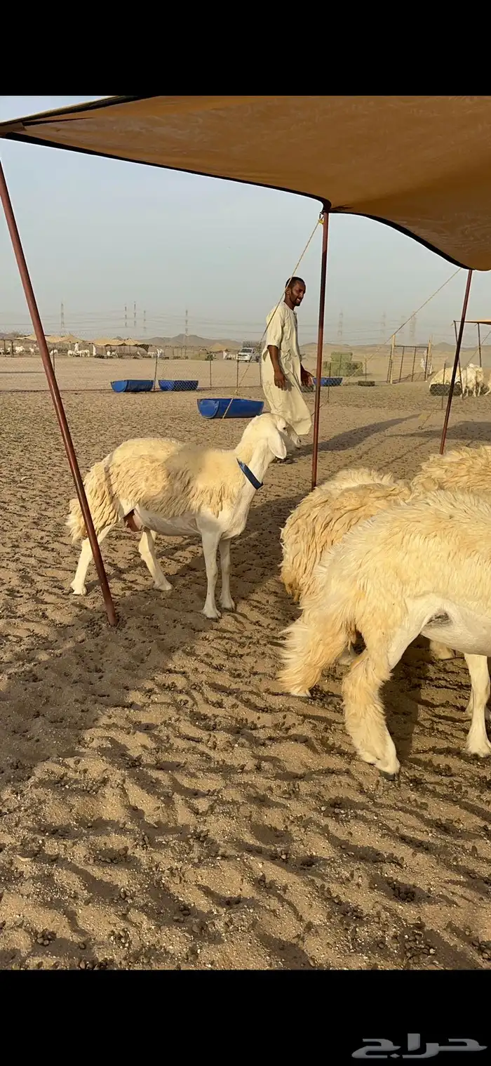 رخال حرش شي فاخر 1