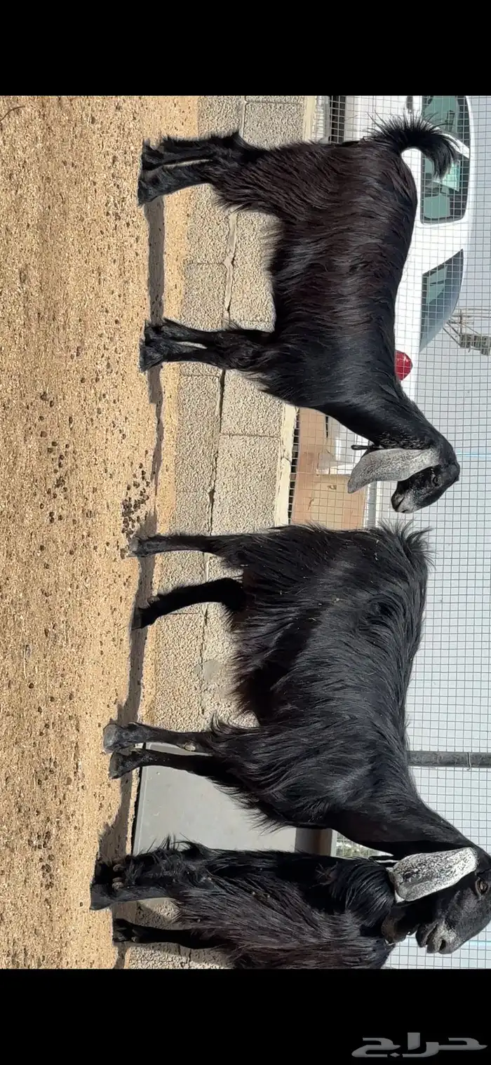 عنز و بنتها  تم البيع 0