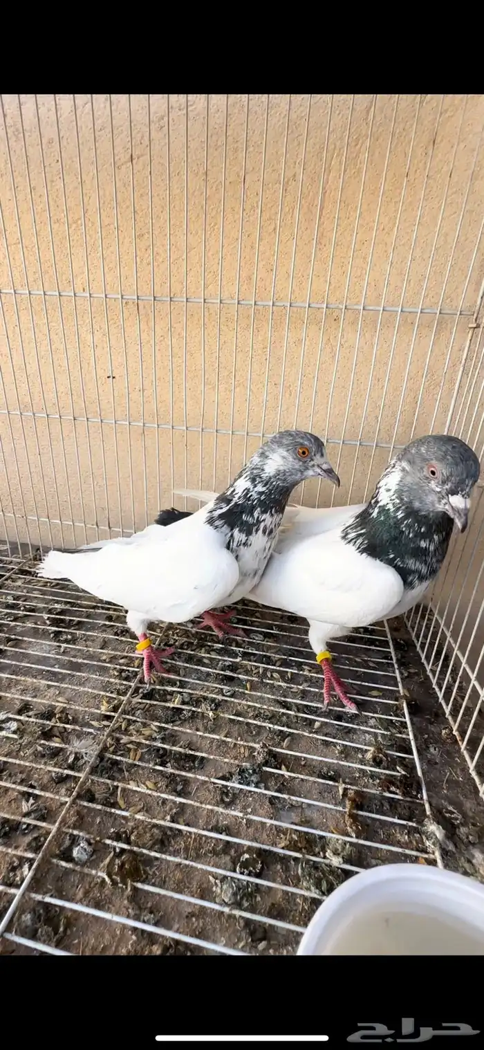 حمام باكستاني 2