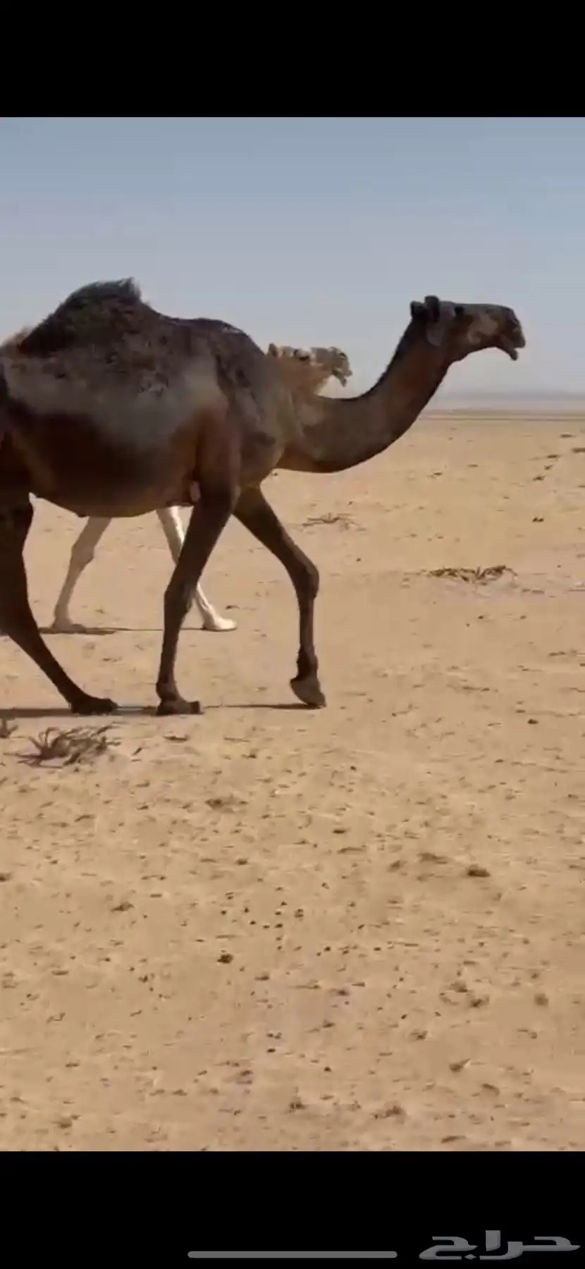 خلفه 1