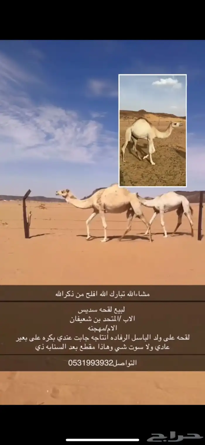 لقحه 0