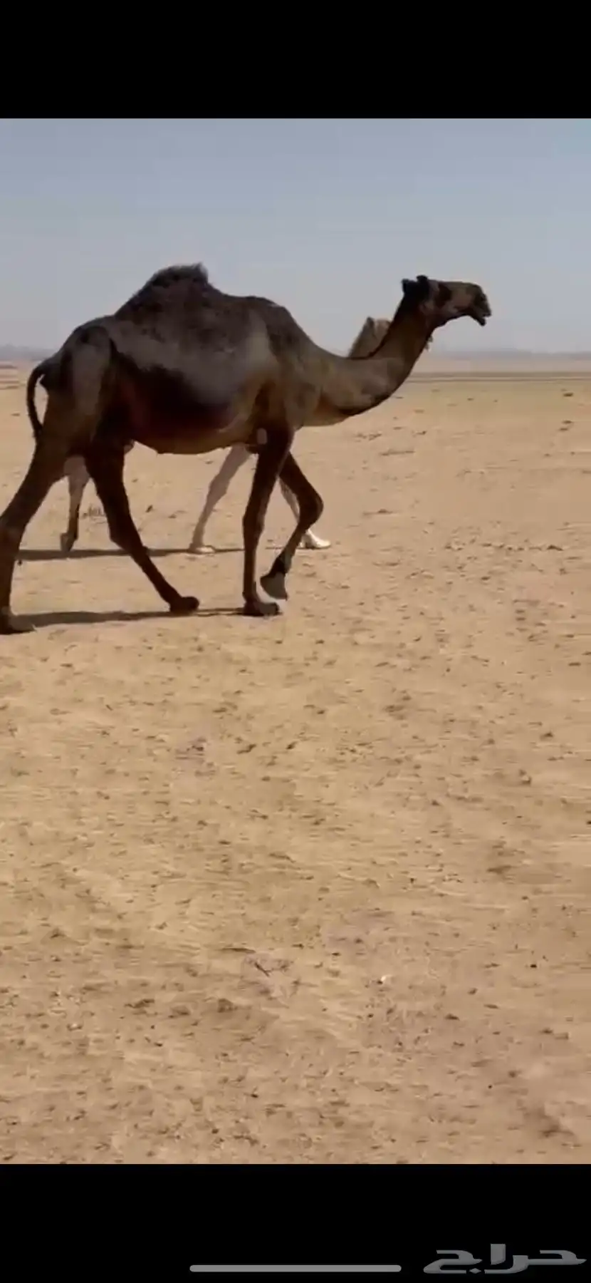 خلفه 2