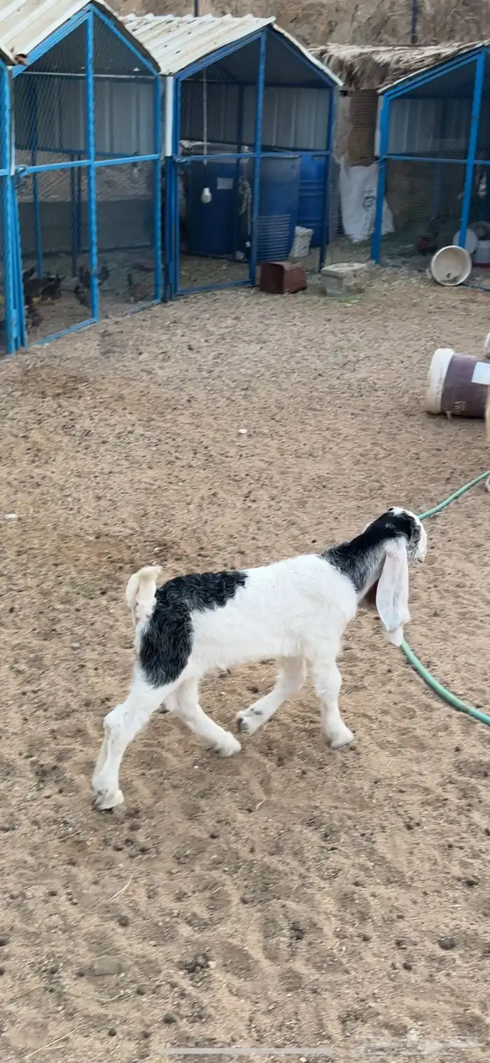 داغور  تم البيع 0