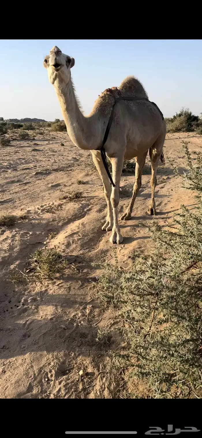 خلفه بكر جذعه حليب وهداوه مصغر م شالله 0