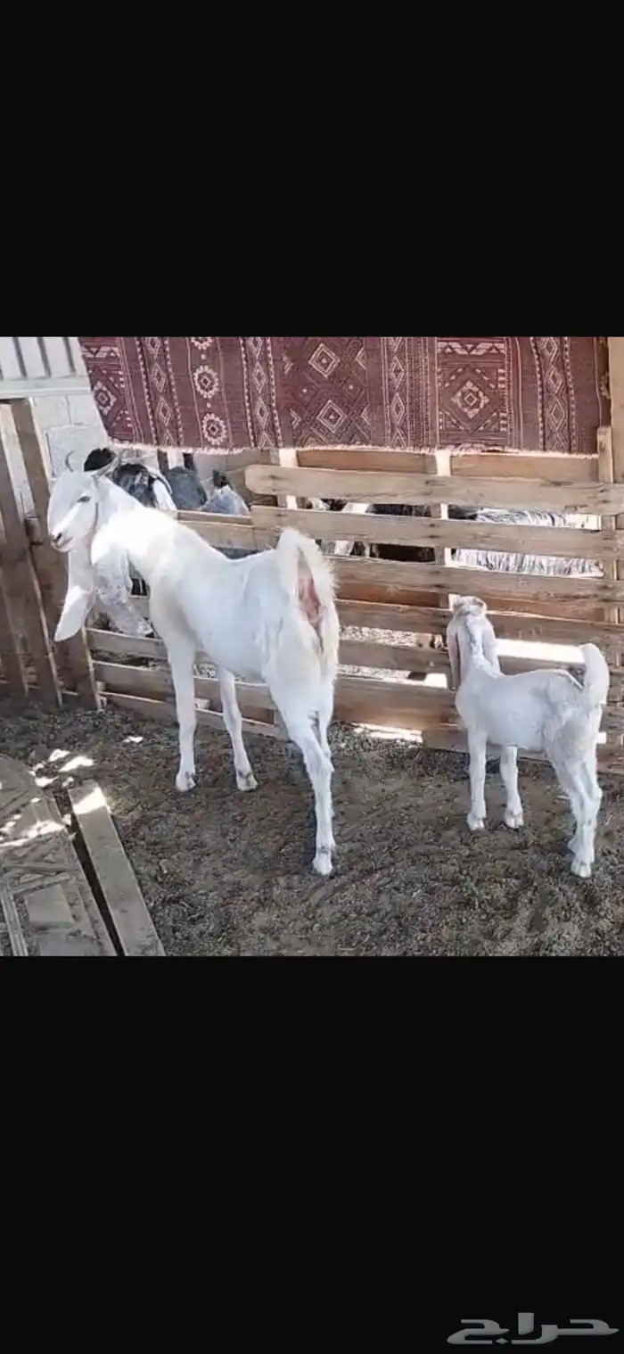 عنز كاموريه ثنيه بيضا. والد 2