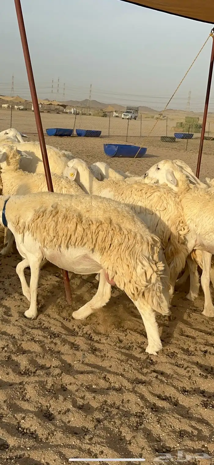 رخال حرش شي فاخر 5