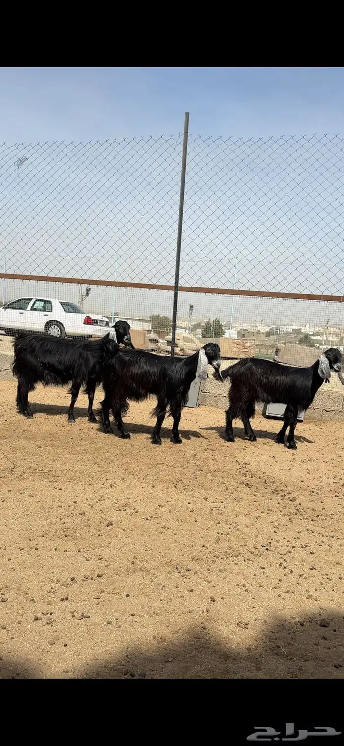 عنز و بنتها  تم البيع 2