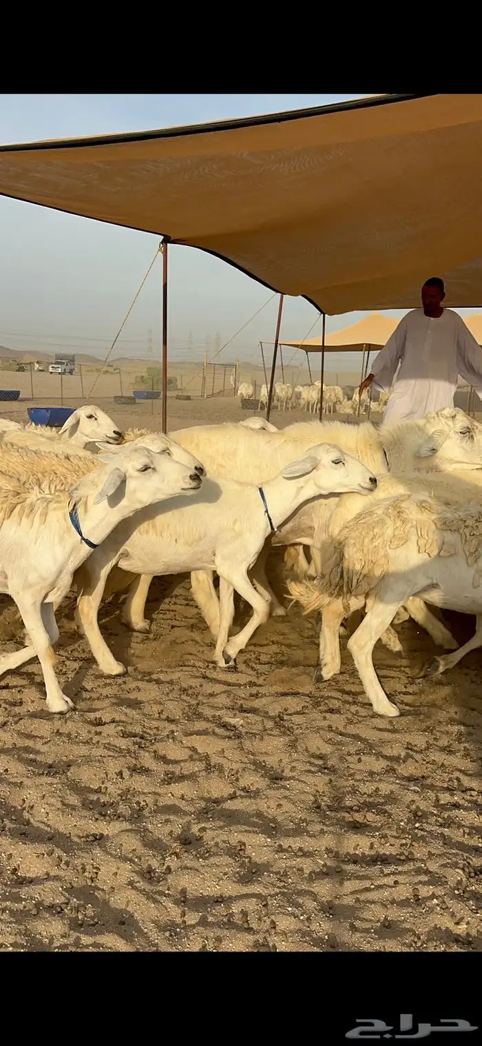 رخال حرش شي فاخر 2