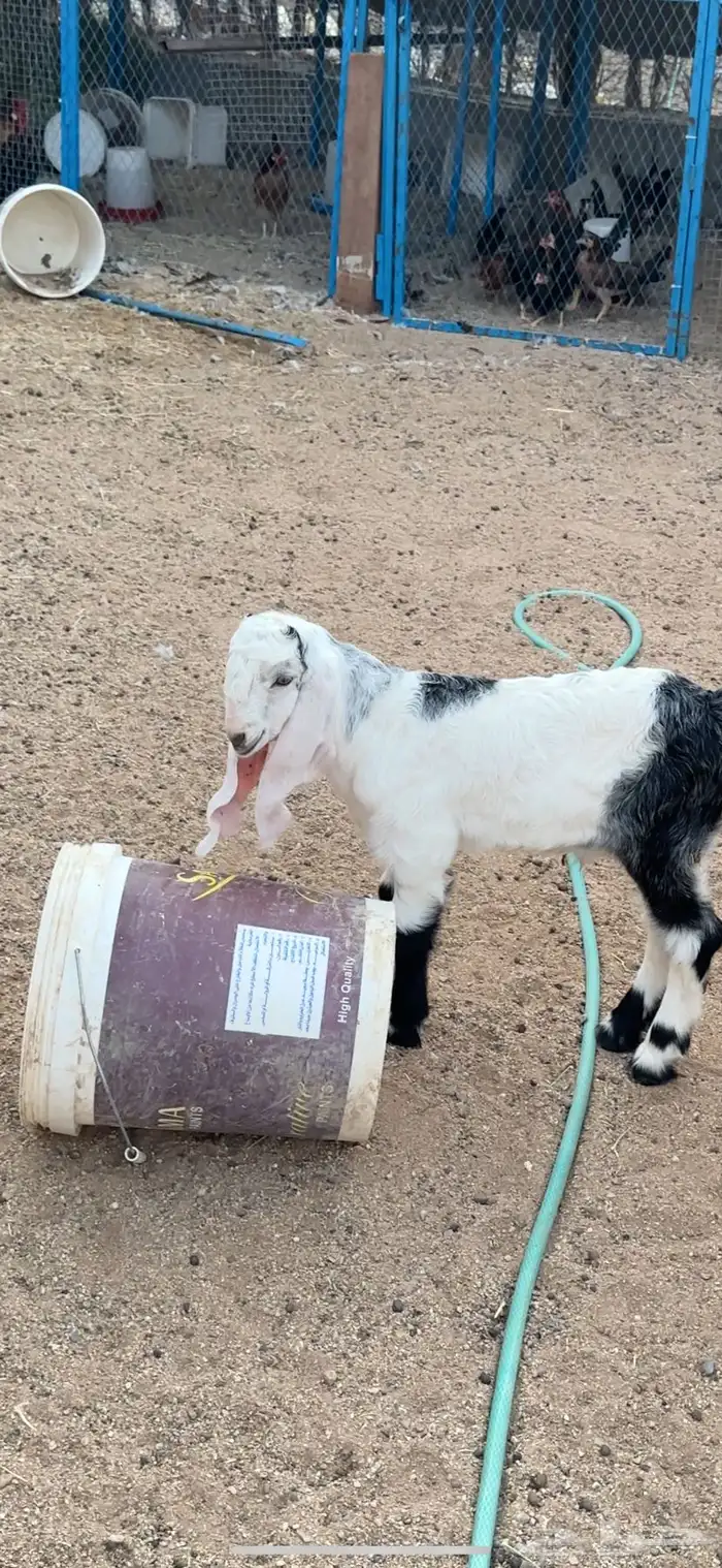 داغور  تم البيع 1