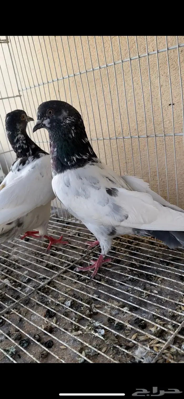 حمام باكستاني 3
