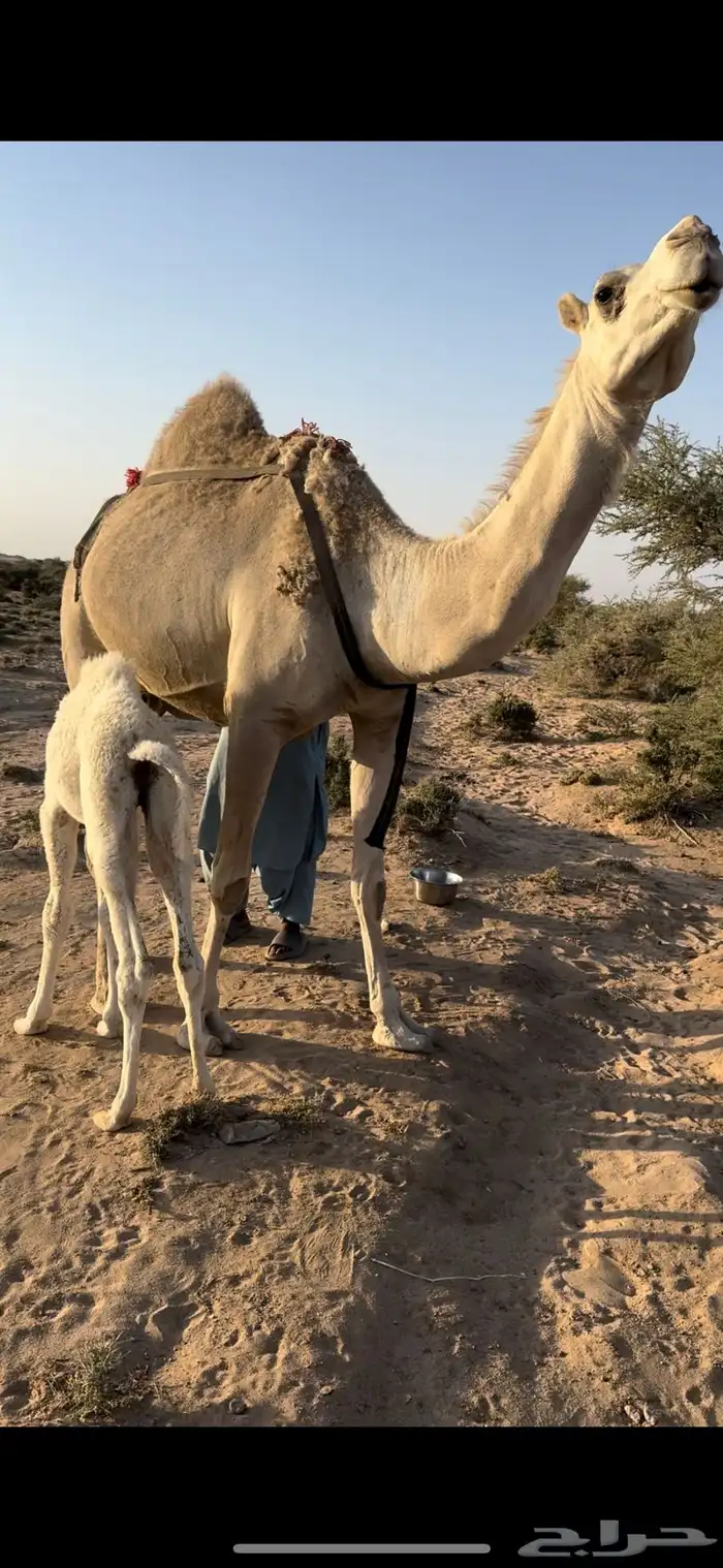 خلفه بكر جذعه حليب وهداوه مصغر م شالله 7