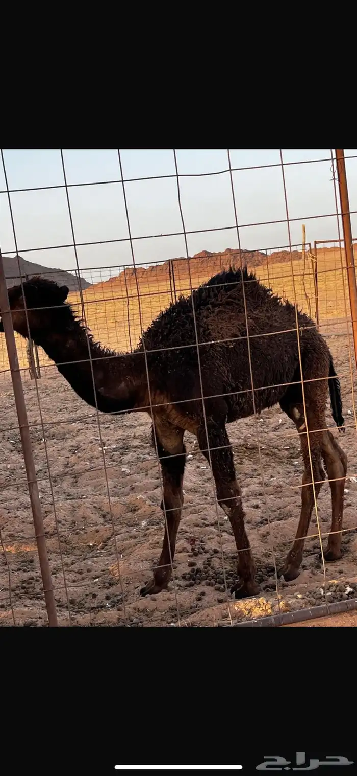 قعود 2