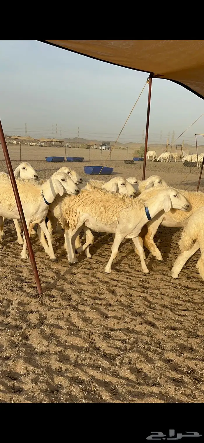 رخال حرش شي فاخر 3