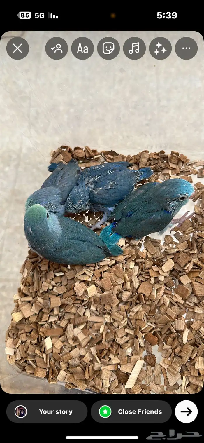 للببع ازواج اللون ازرق 0