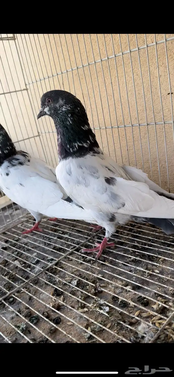 حمام باكستاني 4