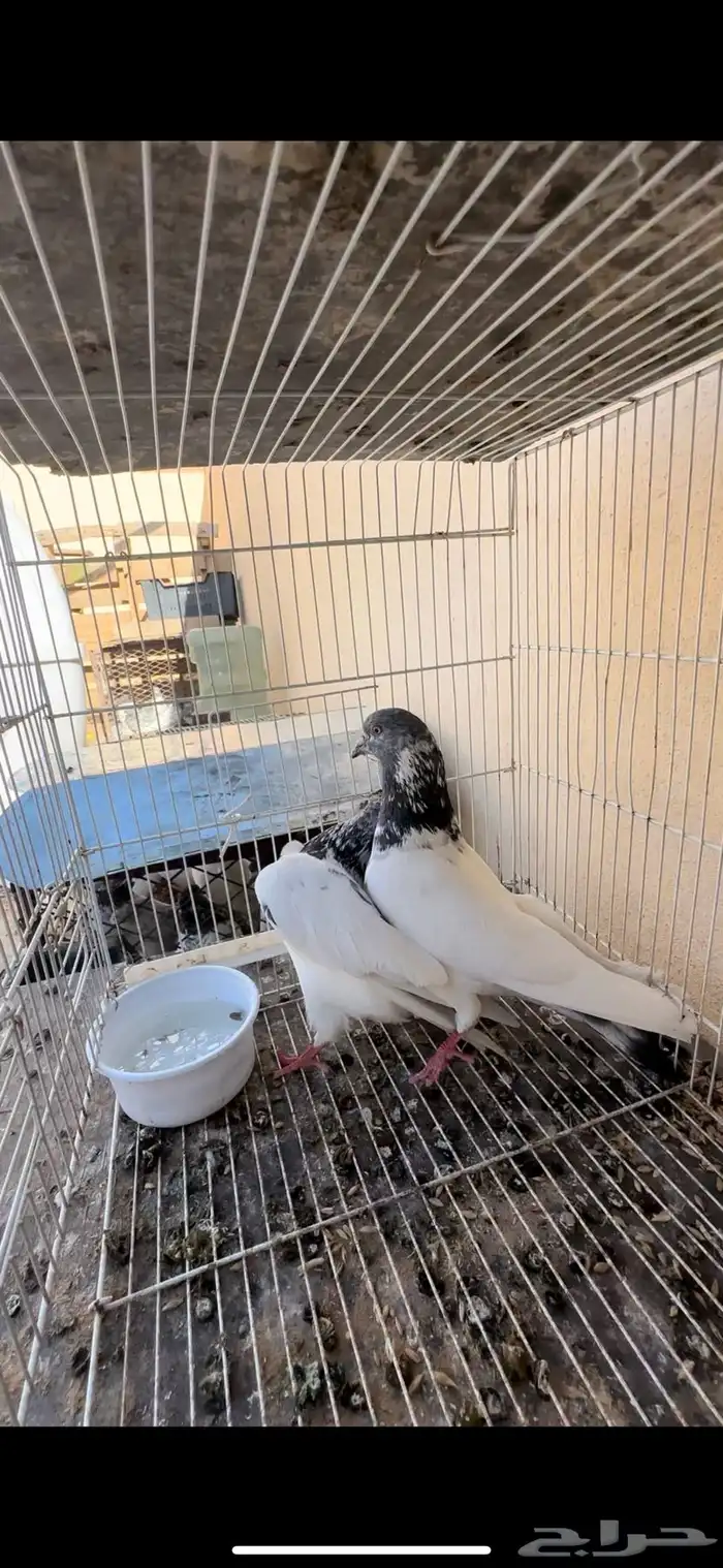حمام باكستاني 0
