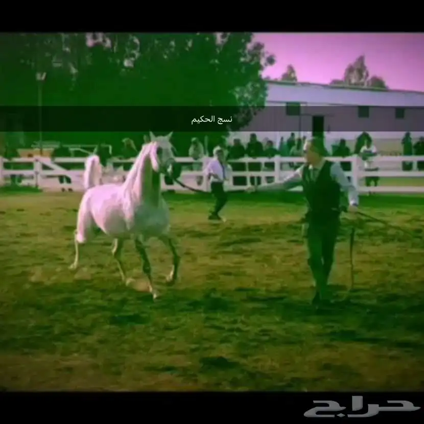 مهر واهو جمال 7