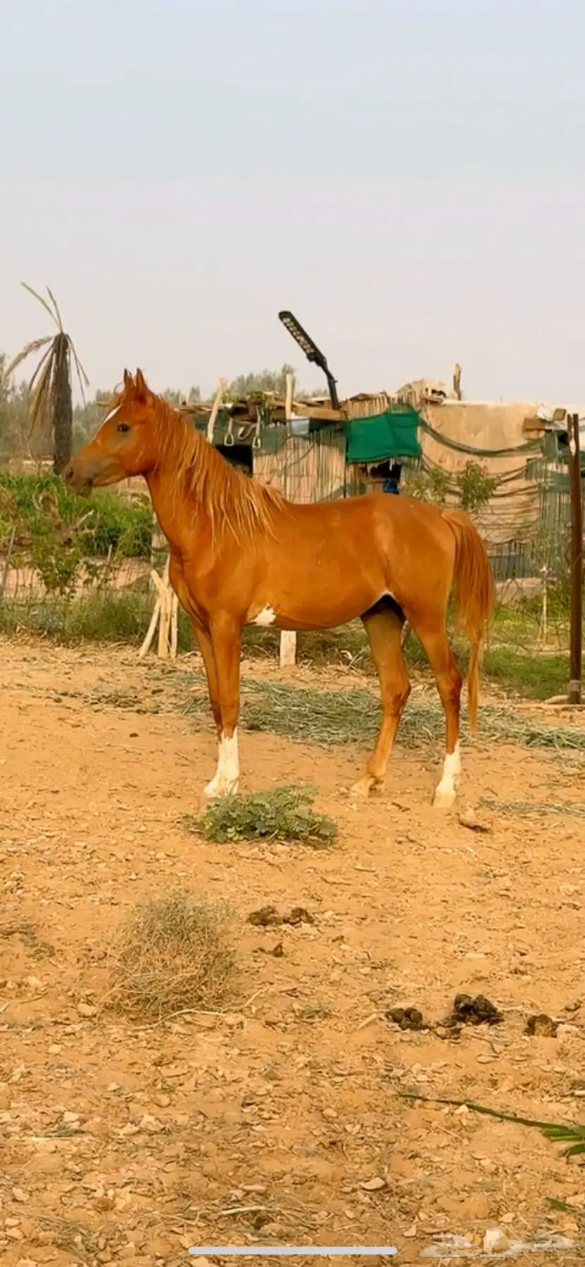 حصان 0