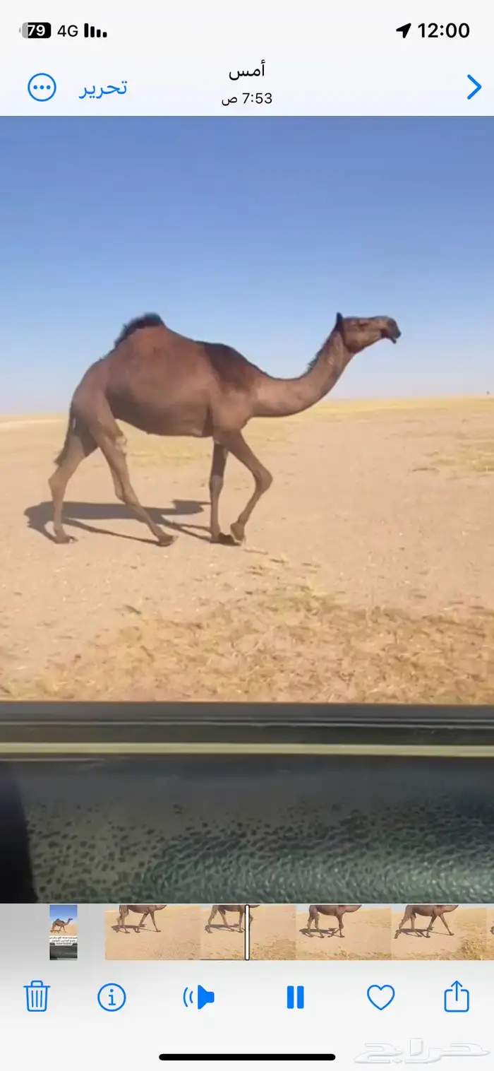 للبيع عجم سلم من جميع العذاريب 0