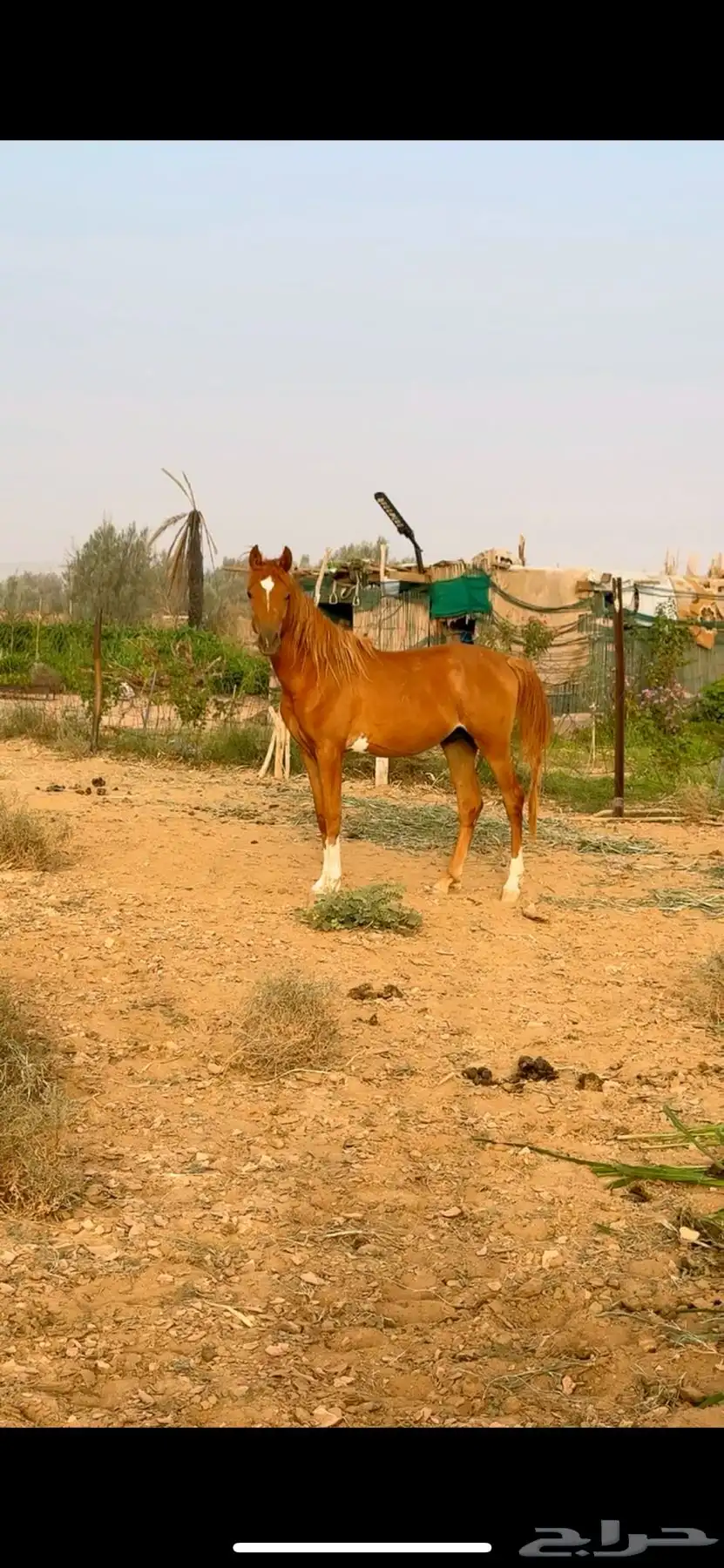 حصان 1