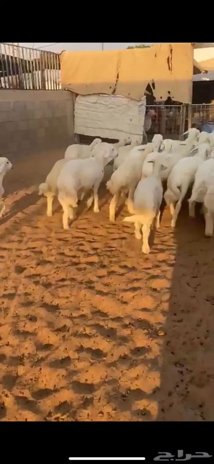 بهم حري خرفان طيب وعضامه طيبه 0
