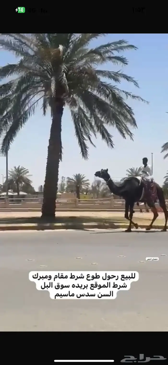 الابل 2
