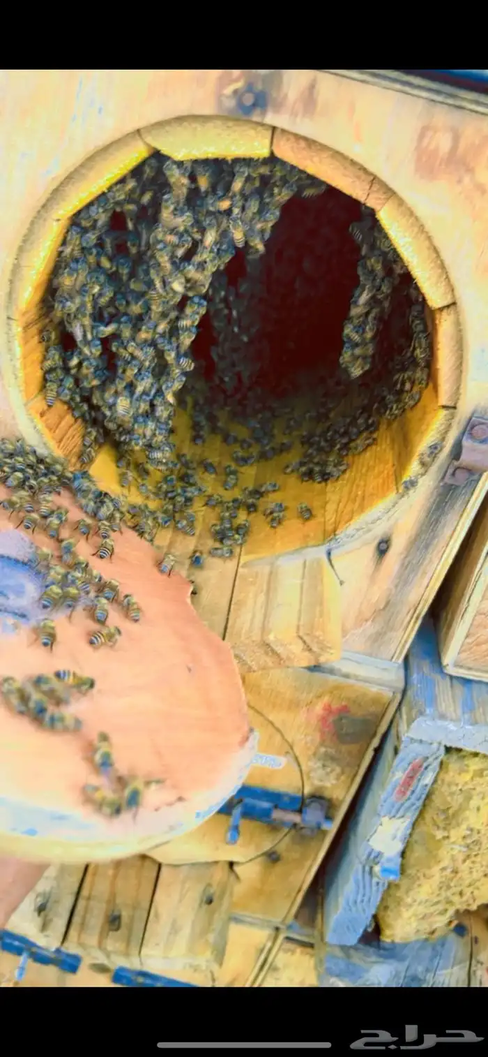 عسل صافي جبلي من منحلي شخصيا  مضمون 1