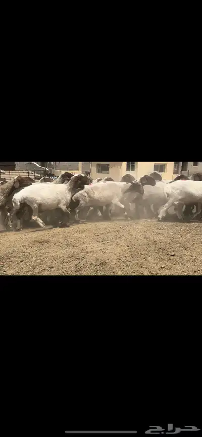 غنم نعيم مراح فاخرة للبيع 12