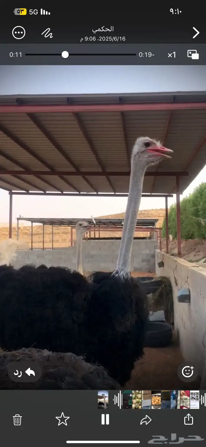 بيض ن ع ا م مخصب 2