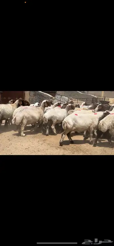 غنم نعيم مراح فاخرة للبيع 10